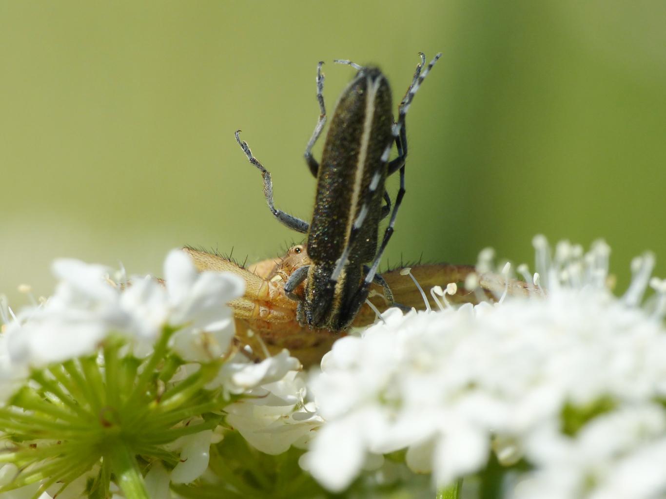 Xysticus sp. con preda (Agapanthia sp.) - Tolfa (RM)